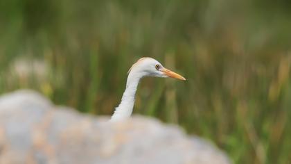 Sığır balıkçılı