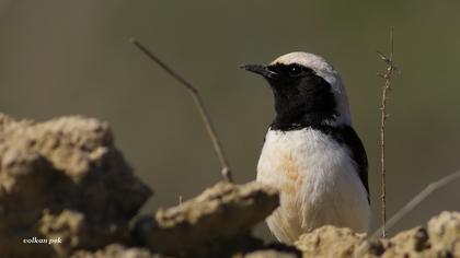 Aksırtlı kuyrukkakan