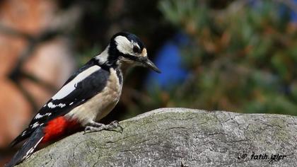 Orman alaca ağaçkakanı