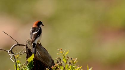 Kızılbaşlı örümcekkuşu