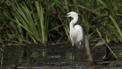 Küçük ak balıkçıl