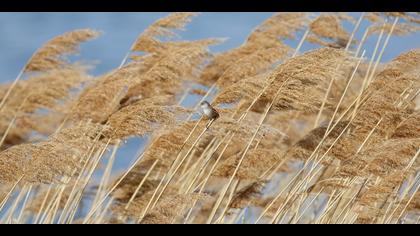 Bıyıklı baştankara