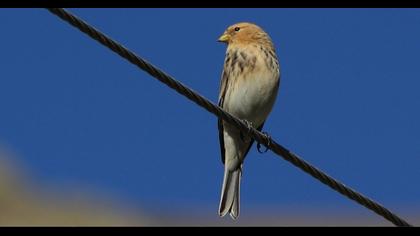 Sarıgagalı ketenkuşu