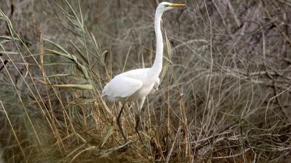 Büyük ak balıkçıl