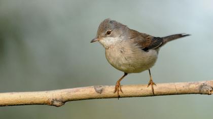 Akgerdanlı ötleğen