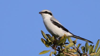 Büyük örümcekkuşu