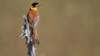 Karabaşlı kirazkuşu