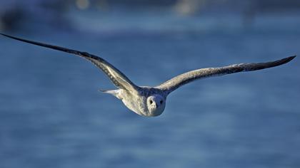 Küçük gümüş martı