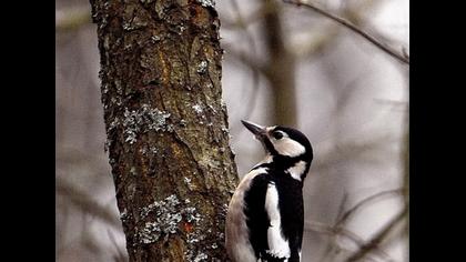 Orman alaca ağaçkakanı