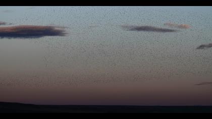 Sığırcık » Common Starling » Sturnus vulgaris