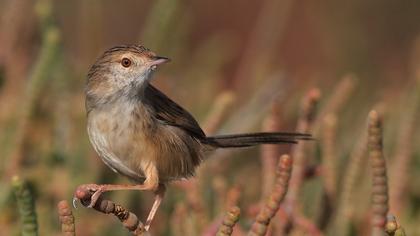 Dikkuyruklu ötleğen