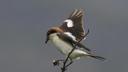 Kızılbaşlı örümcekkuşu