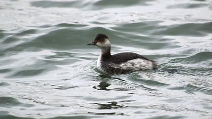 Karaboyunlu batağan