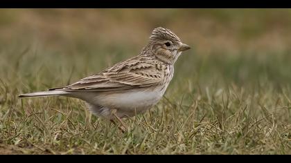Türkistan çorak toygarı