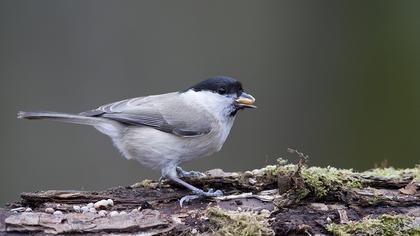 Kayın baştankarası