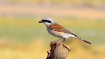 Kızılsırtlı örümcekkuşu