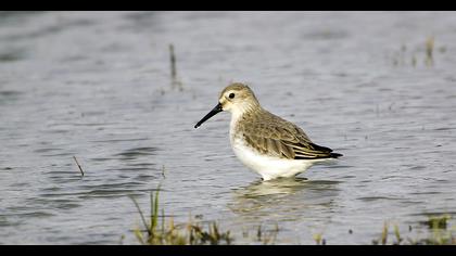 Karakarınlı kumkuşu