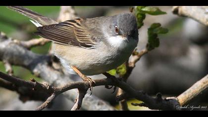 Akgerdanlı ötleğen
