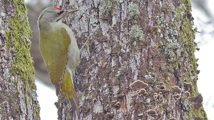 Küçük yeşil ağaçkakan