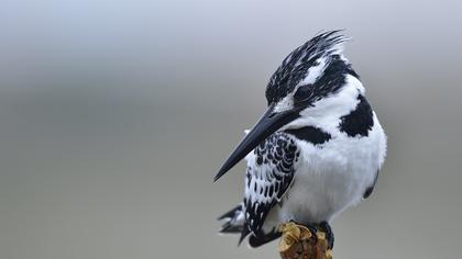 Alaca yalıçapkını