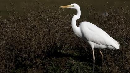 Büyük ak balıkçıl