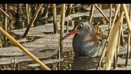 Sukılavuzu » Water Rail » Rallus aquaticus
