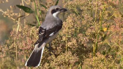 Karaalınlı örümcekkuşu