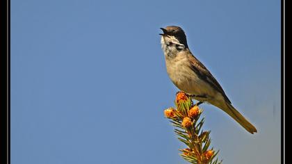 Küçük akgerdanlı ötleğen