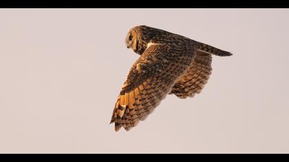 Kulaklı orman baykuşu