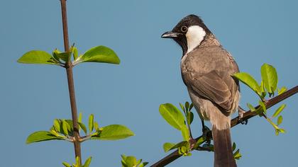 Akyanaklı arapbülbülü