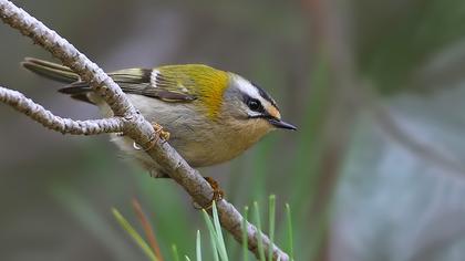 Sürmeli çalıkuşu