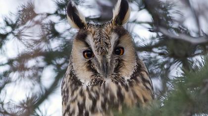 Kulaklı orman baykuşu