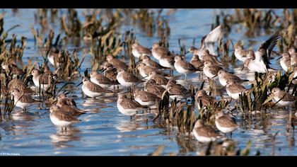 Karakarınlı kumkuşu