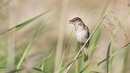 Büyük kamışçın