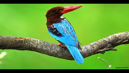 İzmir yalıçapkını