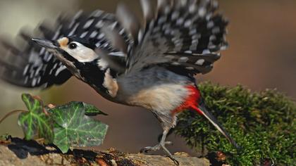 Orman alaca ağaçkakanı