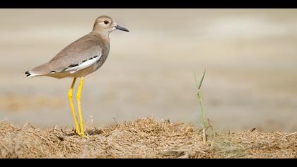 Akkuyruklu kızkuşu