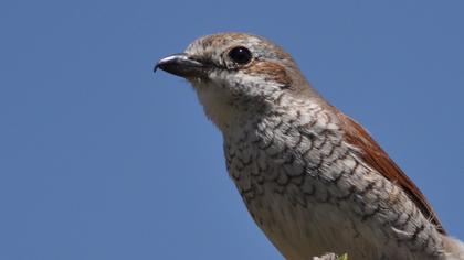 Kızılsırtlı örümcekkuşu