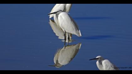 Küçük ak balıkçıl