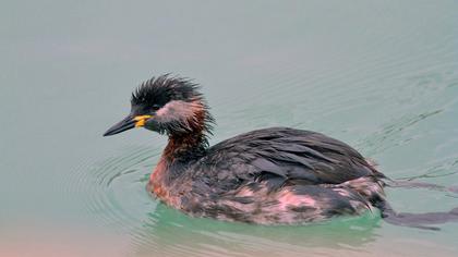 Kızılboyunlu batağan