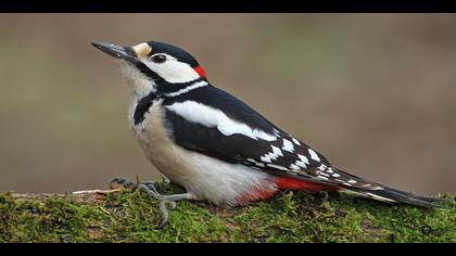 Orman alaca ağaçkakanı