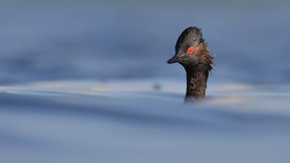 Karaboyunlu batağan