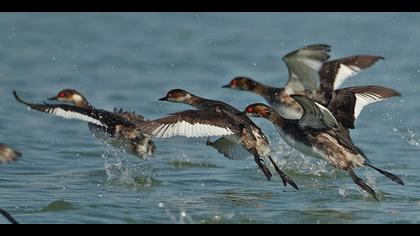 Karaboyunlu batağan