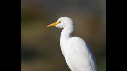 Sığır balıkçılı