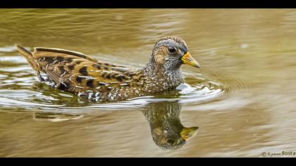 Benekli suyelvesi » Spotted Crake » Porzana porzana