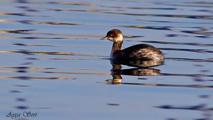 Karaboyunlu batağan