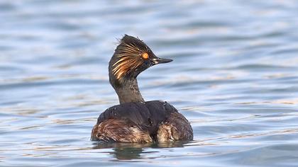 Karaboyunlu batağan