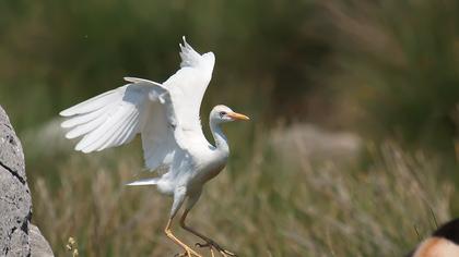 Sığır balıkçılı