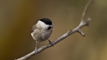 Kayın baştankarası