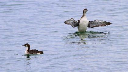 Karagerdanlı dalgıç